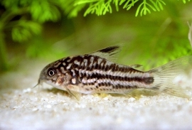 Corydoras nannus