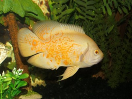 Astronotus Ocellatus Lemon / Lemon Pauwoog cichlide