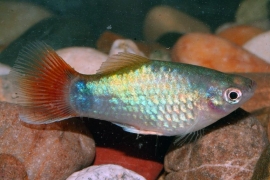 Xipho. Maculatus  Coral blue / Platy Coral blue
