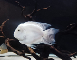 Cichlasoma / Papegaai cichlide Platinum White /