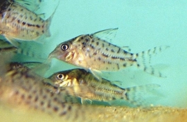 corydoras agassizii / Pantsermeerval