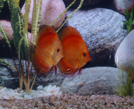 Symphysodon / Stendker Discus Marlboro Rood