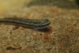 Stiphodon Species / Indo Goby