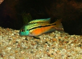 Cichlasoma nicaraguensis / Hypsophrys nicaraguensis