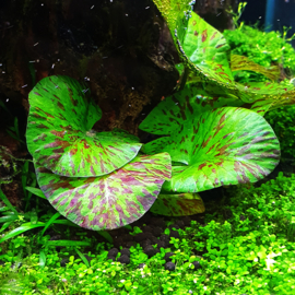 Nymphaea lotus groen aquariumplant - Groene tijgerlotus Aquariumplanten | G&D Aquaria