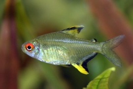 Hyphessobrycon pulchripinnis  /  Citroentetra