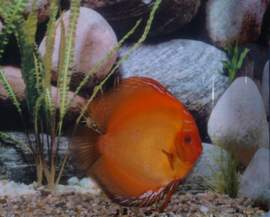 Symphysodon / Stendker Discus Pigeon Blood