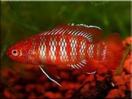 Badis Badis Bengalenses