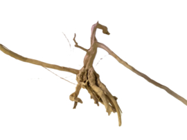 Driftwood Selected DW19 - 55x30x20cm