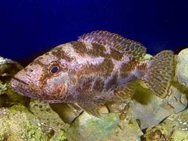 Nimbochromis Polystigma / Malawi Cichlide