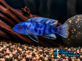 Metriaclima Zebra OB / Malawi Cichlide
