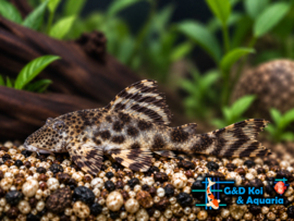 L 147 Peckoltia sp.