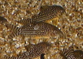 Corydoras Heraldschulzi / Pantsermeerval
