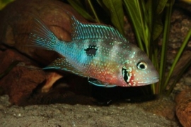 Cichlasoma ellioti /Thorichthys Ellioti