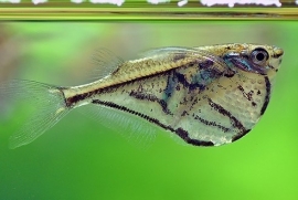 Carnegiella strigata / Bijlzalm marmer