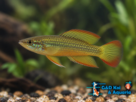Aplocheilus lineatus Goud / Tand karper
