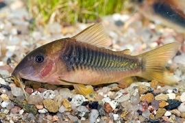 Corydoras Melanotaenia / Pantersmeerval