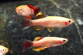 Tanichthys albonubes gold /chinese danio goud