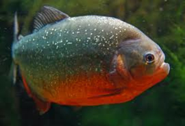 Pygocentrus Nattereri / Roodbuik Piranha