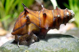 Brotia pagodula / Hoornstekel Slak