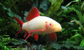 labeo frenatus albino / Albino Labeo