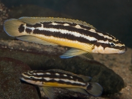 Julidochromis ornatus / Tanganyika cichlide