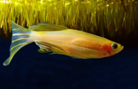 Brachydanio rerio longfin gold / Zebra danio gold