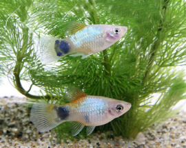 Xipho. Maculatus  Mickey blue / Platy michey blue