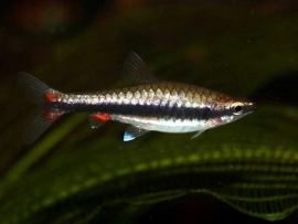 Nannostomus Marginatus / potloodvisje