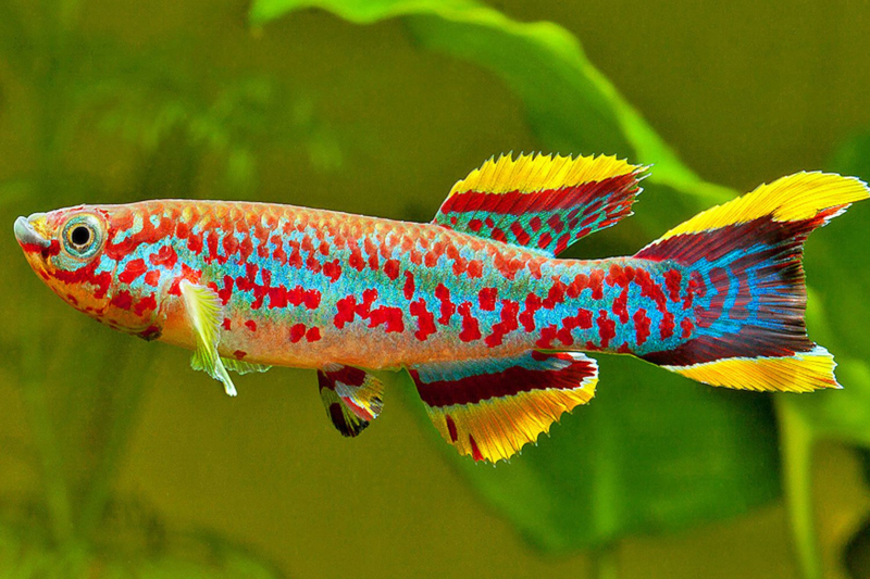 Aphyosemion Gardneri / visje | Tropische vissen database | G&D Aquaria
