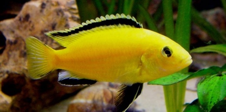betreden Vel auteursrechten labidochromis caeruleus Yellow / Malawi cichlide | Tropische vissen  database | G&D Aquaria