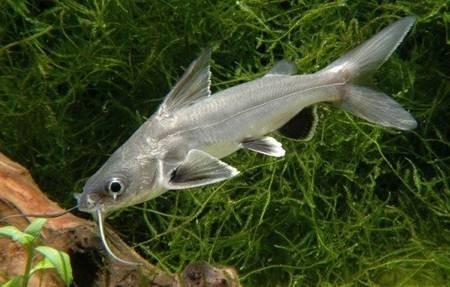Arius jordani seemanni / mini | Tropische vissen database | G&D Aquaria