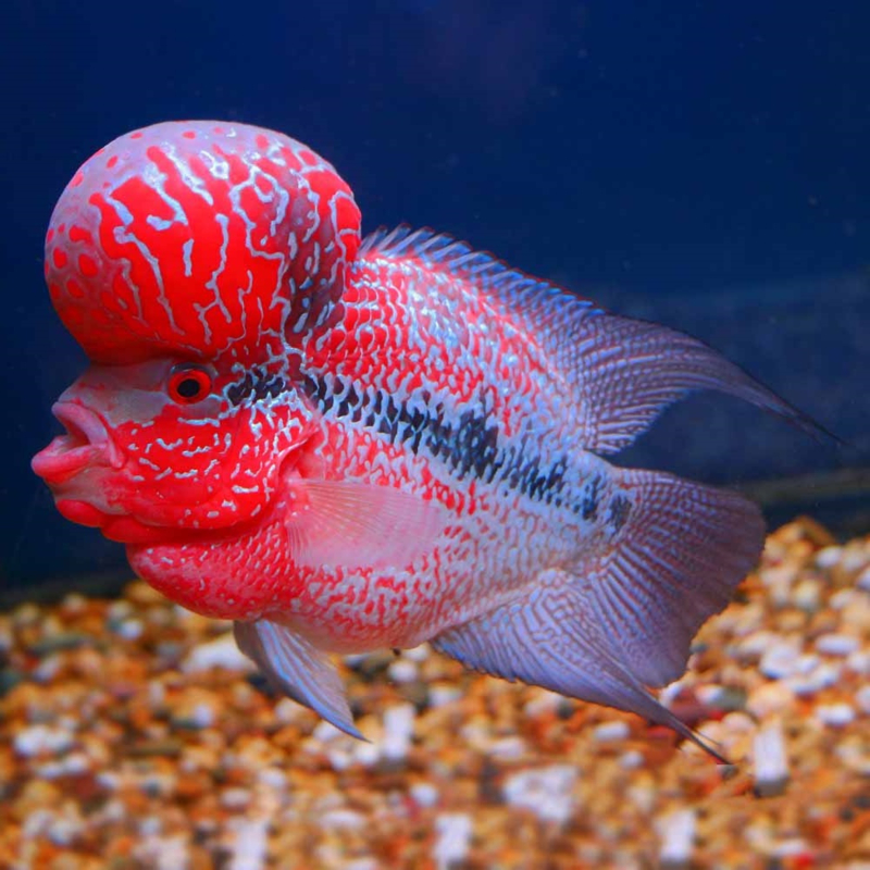 Verouderd Kritisch Decoratie Aquariumvissen voorraad | G&D Aquaria