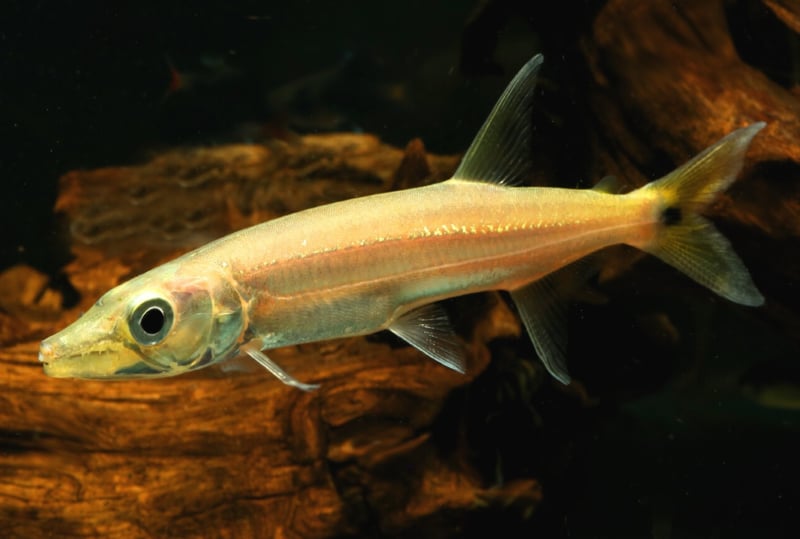 antiek krekel financieel Tropische vissen database | G&D Aquaria