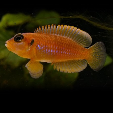 bereiden uitslag Implementeren Lamprologus Ocelatus gold / Schelpen cichlide | Tropische vissen database |  G&D Aquaria