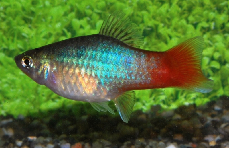 Xipho. Maculatus Rainbow / Platy Rainbow | Tropische vissen database