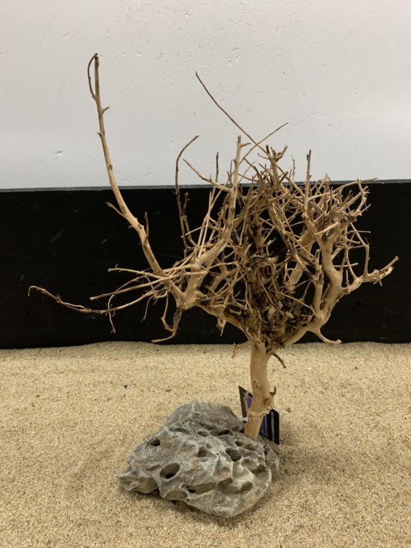 Bonsai / bonsai bomen | G&D Aquaria