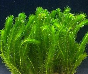 Verbaasd Springen postkantoor Elodea Densa - zuurstof aquariumplant | Aquariumplanten | G&D Aquaria