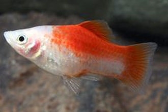 Xipho. Maculatus koi / Platy Koi | Tropische vissen database | G&D Aquaria