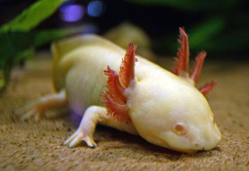 Axolotl / Ambystoma Mexicanum | Tropische vissen database ...