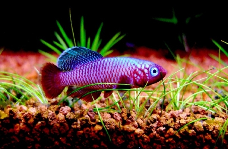 nothobranchius rubripinnis killivis Tropische vissen database G&D Aquaria