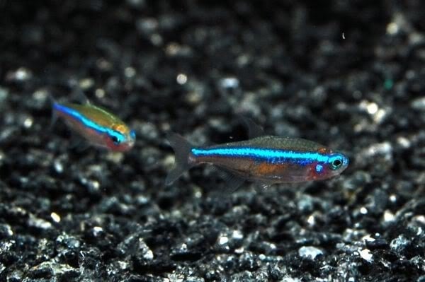 Weg huis Kameel Resultaat Paracheirodon simulans / blauwe neon | Tropische vissen database | G&D  Aquaria