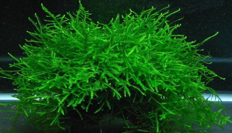 Kosmisch Woedend Gemengd Vesicularia dubyana / javamos cup | Aquariumplanten | G&D Aquaria