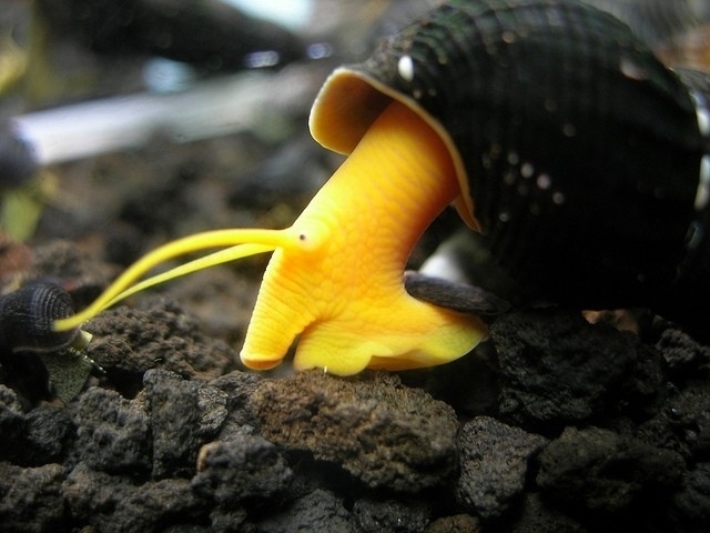 Aardbei Worden Betasten tylomelania sp orange rabbit snail / oranje slak | Tropische vissen  database | G&D Aquaria