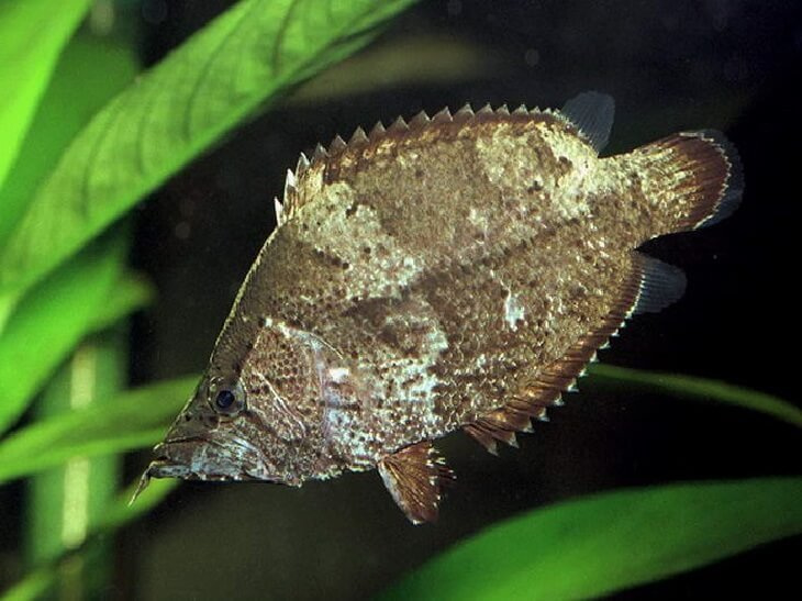 Рыбка лист. Monocirrhus polyacanthus. Рыба-лист Пресноводная (Амазонская). Рыбка на листе. Рыба листик.