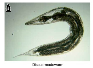 Discus madeworm.jpg