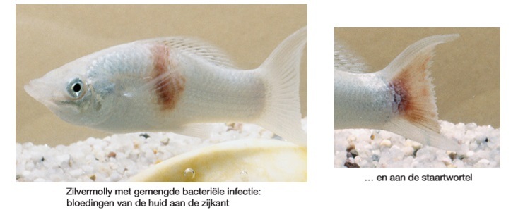 Gemengde bacteriele infectie vis.jpg