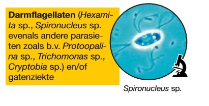 darmflagelaten micro.jpg