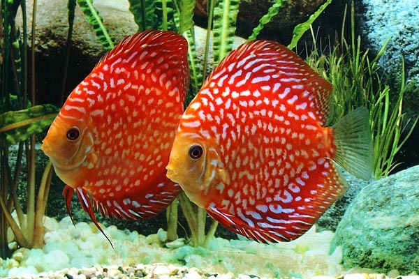 Super goed Woordenlijst Symmetrie Informatie Stendker Discus | G&D Aquaria