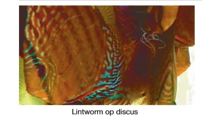 lintworm vis.jpg